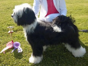 BOB Puppy FABULOUS TEDDY´S LEADER OF THE GANG - Viki -