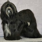 Fabulous Teddy´s Hot Love -Dunia -