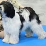 Os-Pa Sim-Khyi Od Vilzonky - Finley -