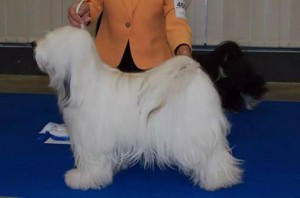 11016573_10203818628012741_441539076_n