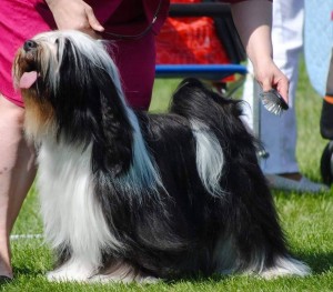 Fabulous Teddy's Leader Of The Gang - Daki 